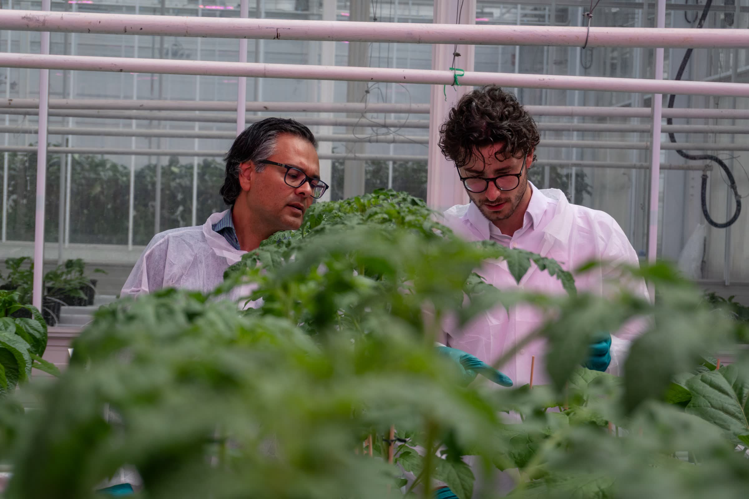 Two Gravity Gardens scientists working together among greenhouse crops