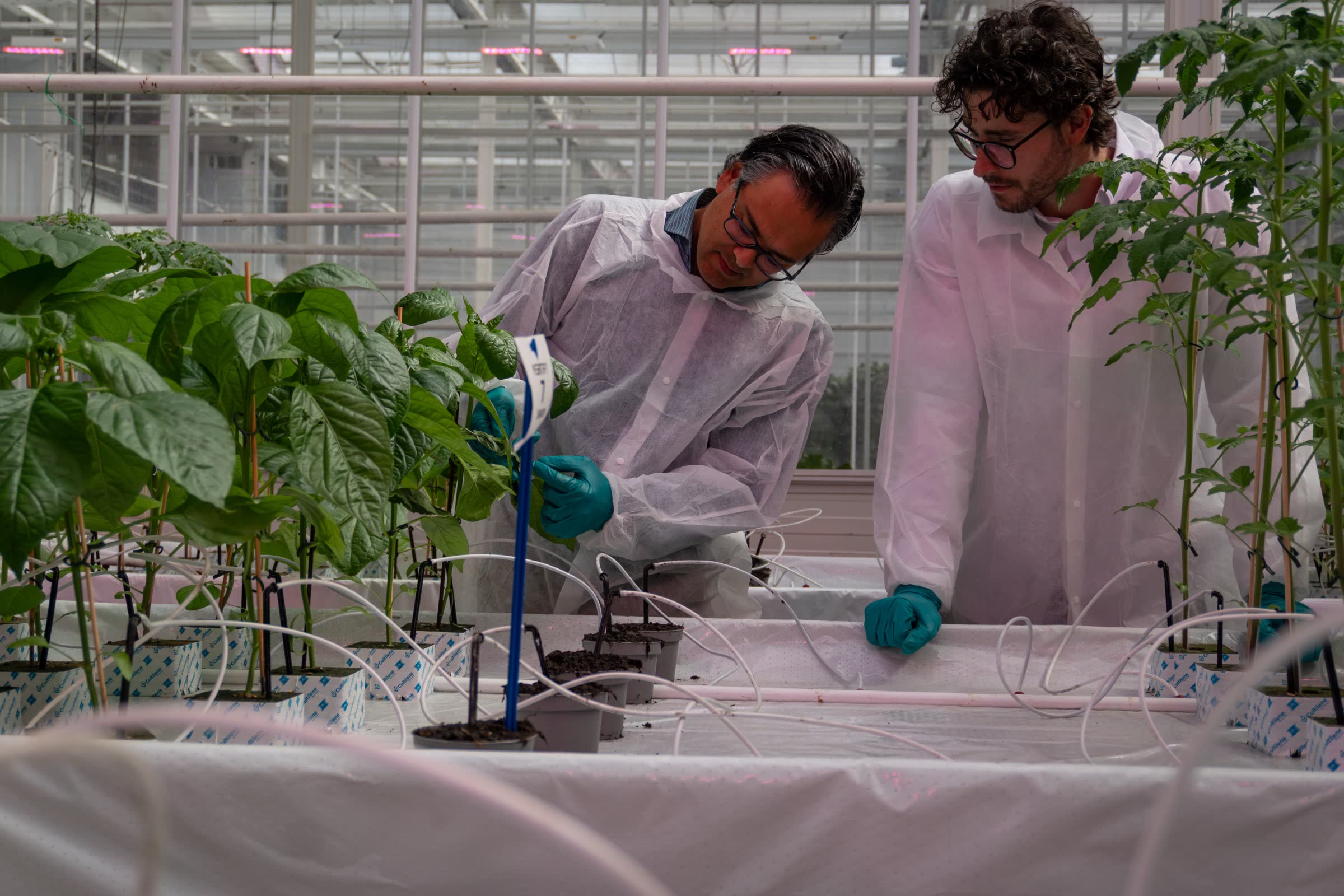 Scientists measuring plants during a greenhouse trial
