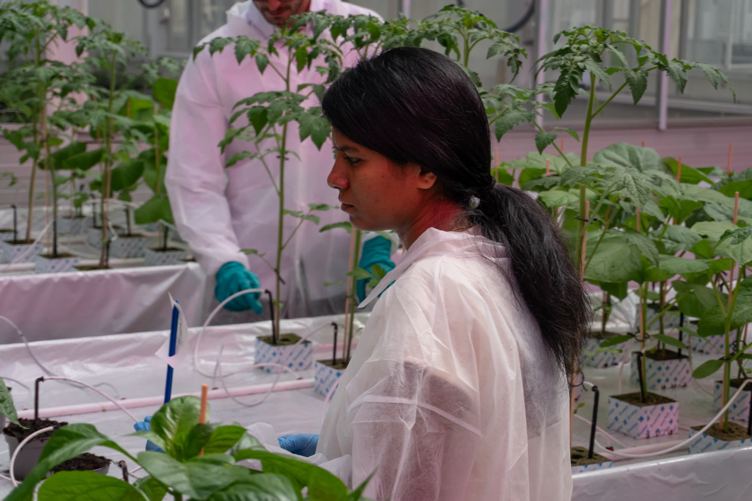 A scientist observing plants in the greenhouse