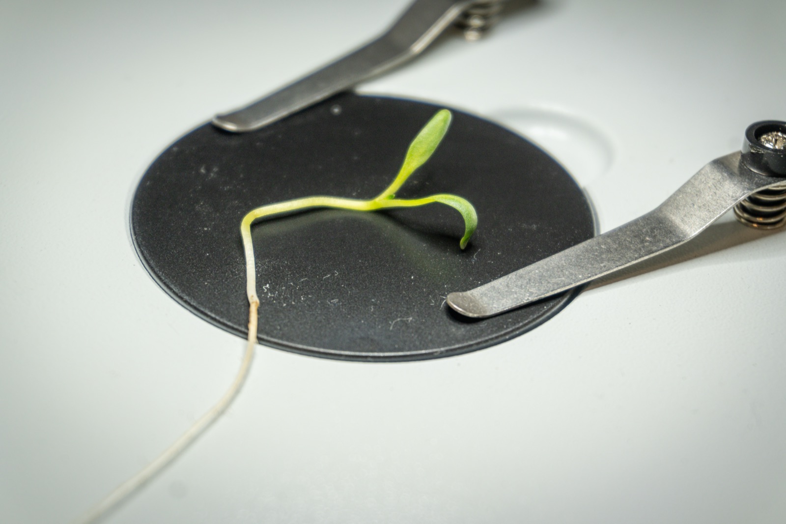 A seedling prepared for examination.